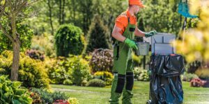 Quels sont les meilleurs conseils pour maintenir une pelouse saine ?